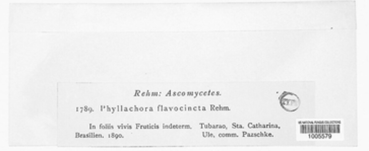 Phyllachora flavocincta image